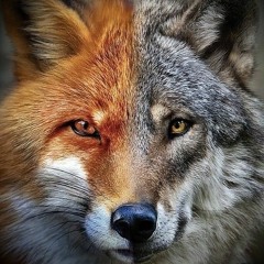 FireFox