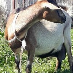 Mizayda Nini Dada