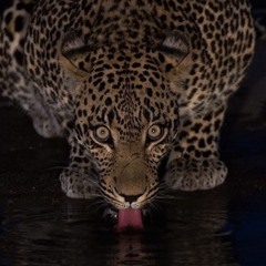 scar