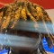 star quez