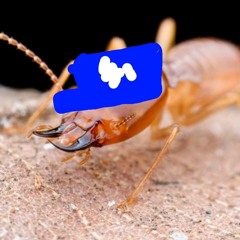 Lil Termite