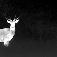 Make no sense (demo)