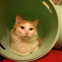 Владимир Высоцкий