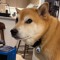 WhisperingShiba