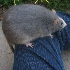Fat Rat
