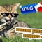 THUGcat