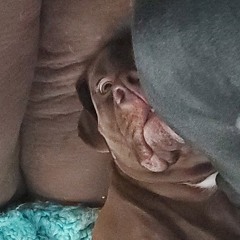 rat