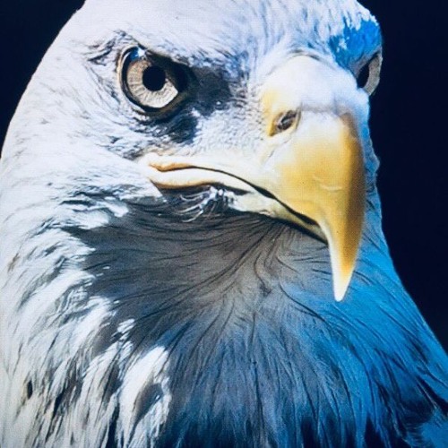 Blue Eagle’s avatar