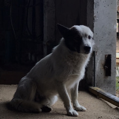 Дмитрий Лин