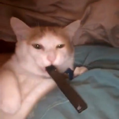 pg