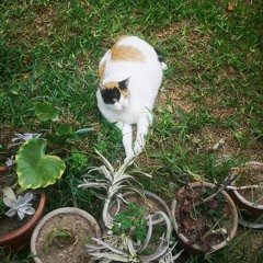 4 creepypastas que no te dejaran dormir con problemas respiratorios (cover-ataquemos)