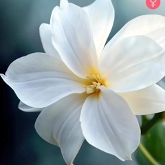 I Love To Sing Of Amazing Grace Sung by Sis. Luvanna Marshall