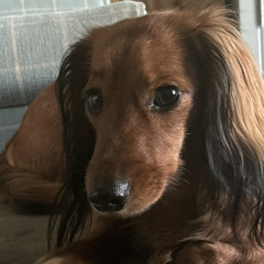 Luca