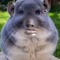 Hamster