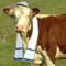Jewish Cow