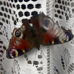 Viktoria Sabino Noske