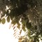 ivy rain