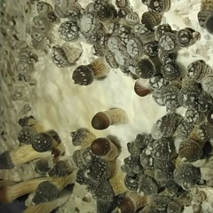 Cubensis