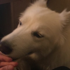 Nolo Dolo