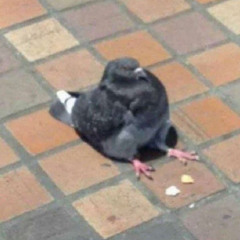 birb