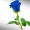🌹mawar biru 💐