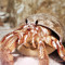 Yung hermit crab