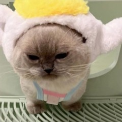 cat#57