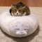 Seal Cat