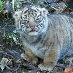 Stefanus Edward Wijaya