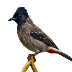 Bulbul
