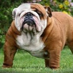 ГНИЛОЙ БУЛЬДОГ