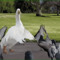 onelittleduckwassittiduckfunny