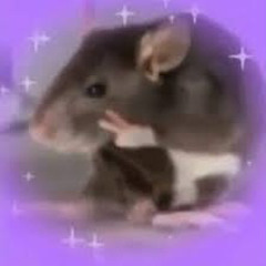 rat boi