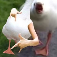 funnyduck13