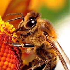 onlinebees