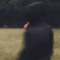 SVNSET