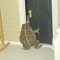 Foggy Frog