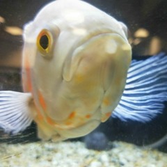 Jim the fish