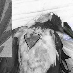 RAVEN