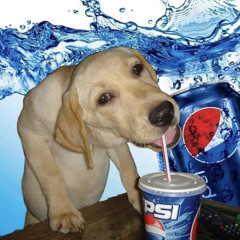 LUSHPUPPY