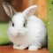 Bunny Boba