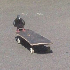 pigeon1pigeon1