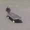 pigeon1pigeon1