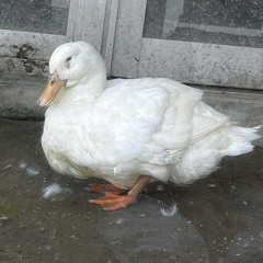 ViviMozy