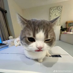 meow nghiện nhạc