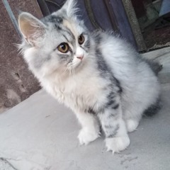 Heba Abdallah
