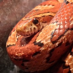 ⋆˚𝜗𝜚˚⋆Rose⋆˚𝜗𝜚˚⋆