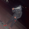 A1