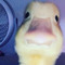 Jay
