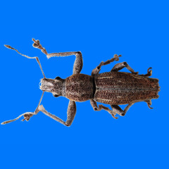 ssonmbula
